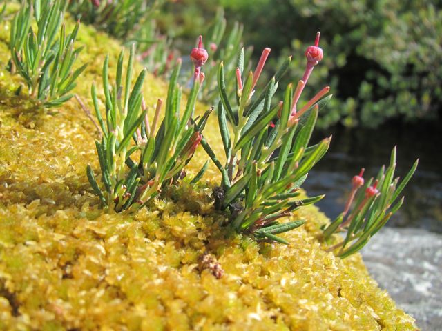 Bog Rosemary