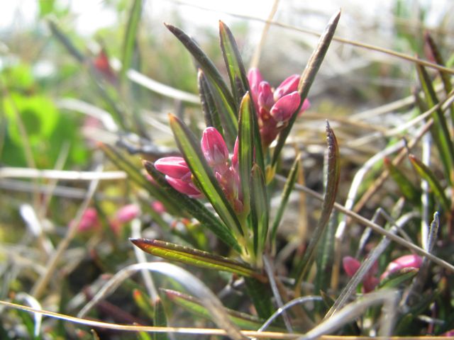 Bog Rosmary