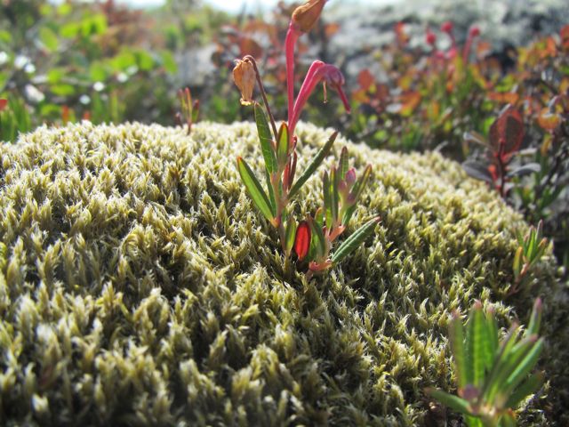 Bog Rosmary