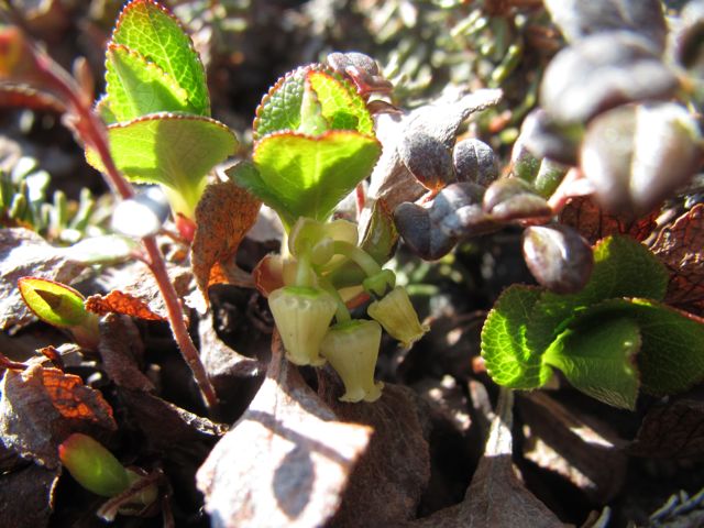 Bear Berry