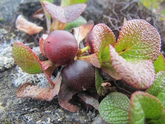 Bear Berry