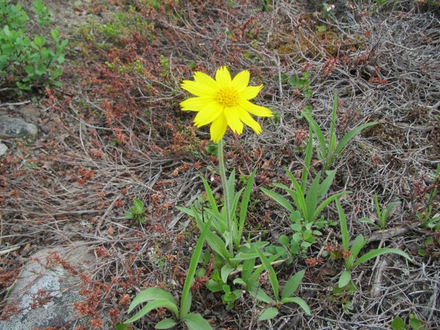 Alpine Arnica