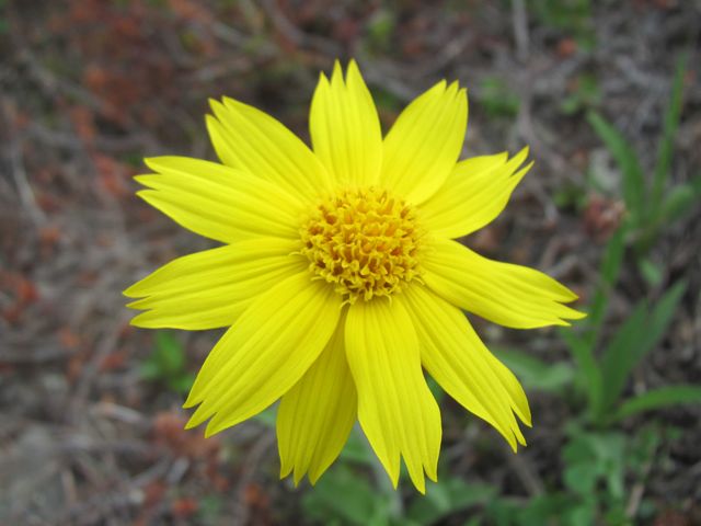 Alpine Arnica