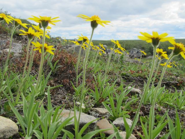 Alpine Arnica