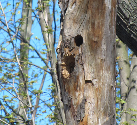 Secondary cavity dwellers typically use cavities created by woodpeckers and other primary cavity dwellers