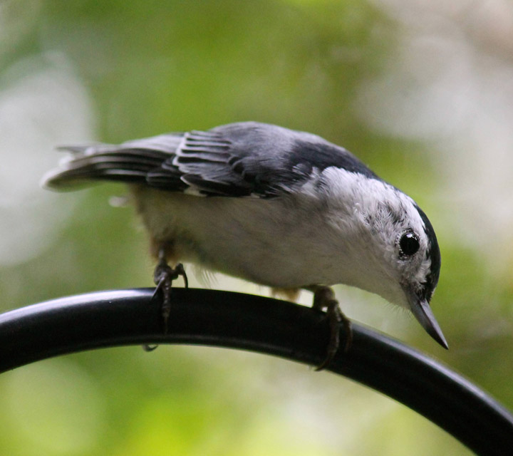 White Breasted Nuthatch taken by Sarah Dykeman