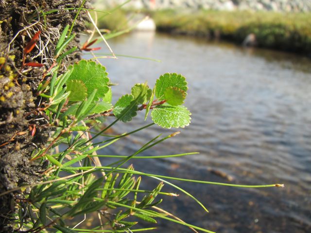 Dwarf Birch