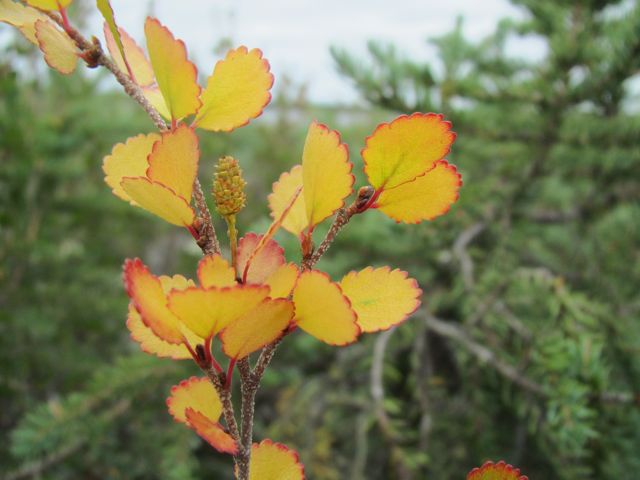 Dwarf Birch