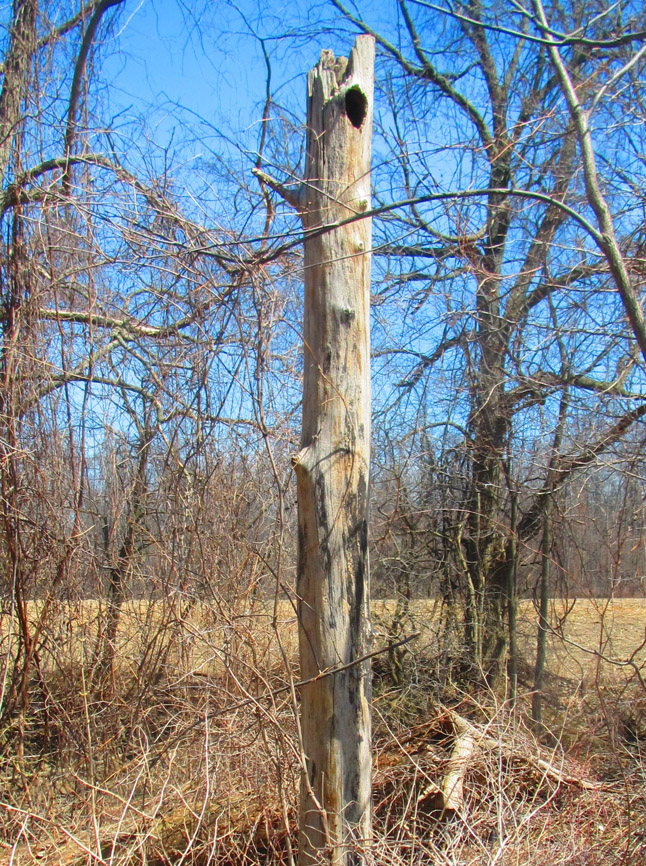 Natural cavity created by a primary cavity dweller