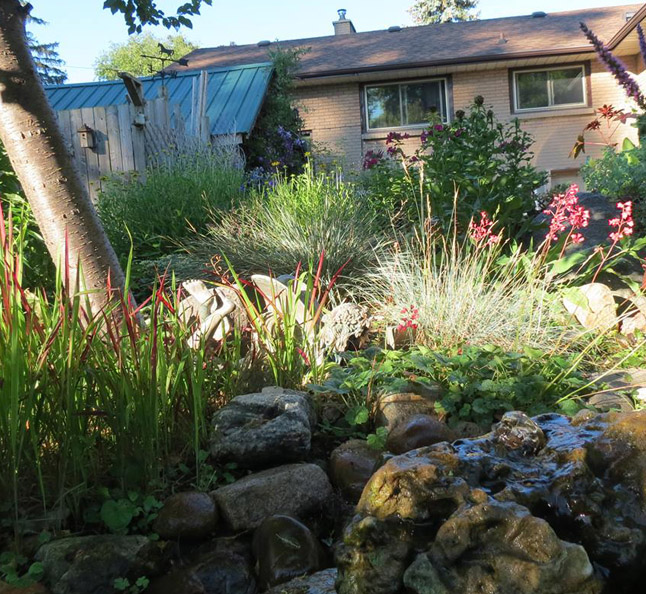 Landscaping a backyard can attract many different bird species