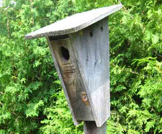 Peterson Bluebird Birdhouse with a large roof overhang and ventilation