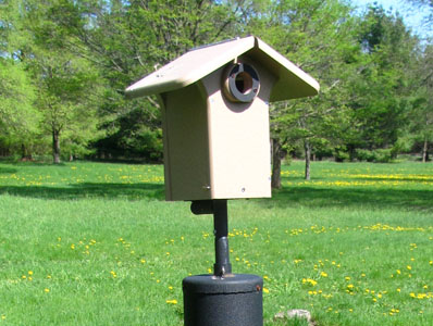 All Composite Bluebird birdhouse