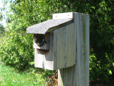 Wooden Asphalt Roof Birdhouse