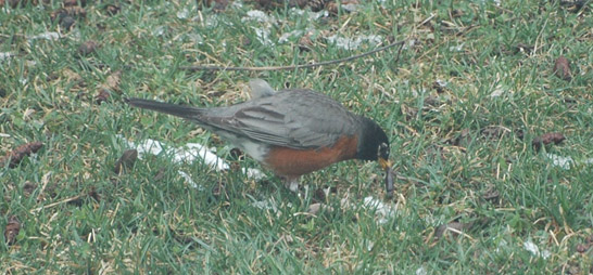 Robin eating a worm from the lawn