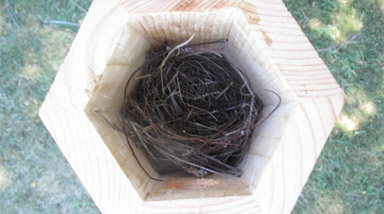 When is the best time to clean out a bird nest?