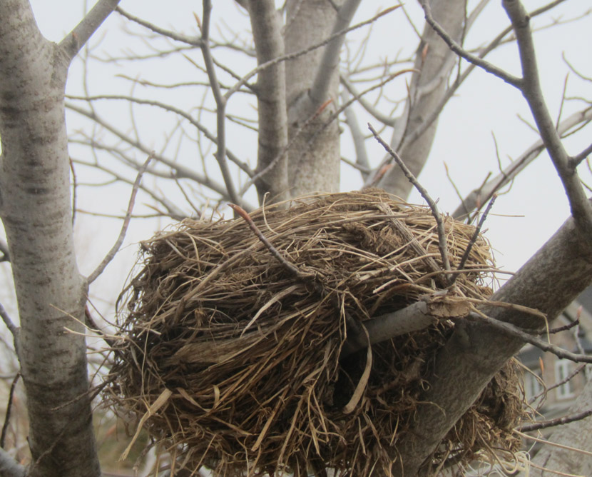 Experiments hint at why bird nests are so sturdy