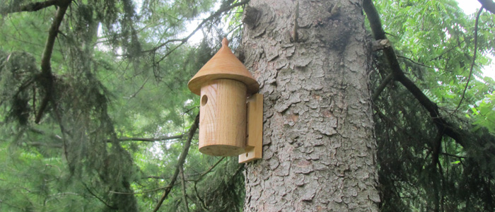 Mounting a birdhouse on a spruce tree