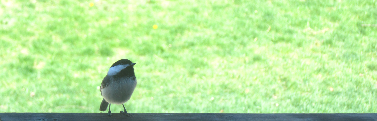 Chickadee on the back deck