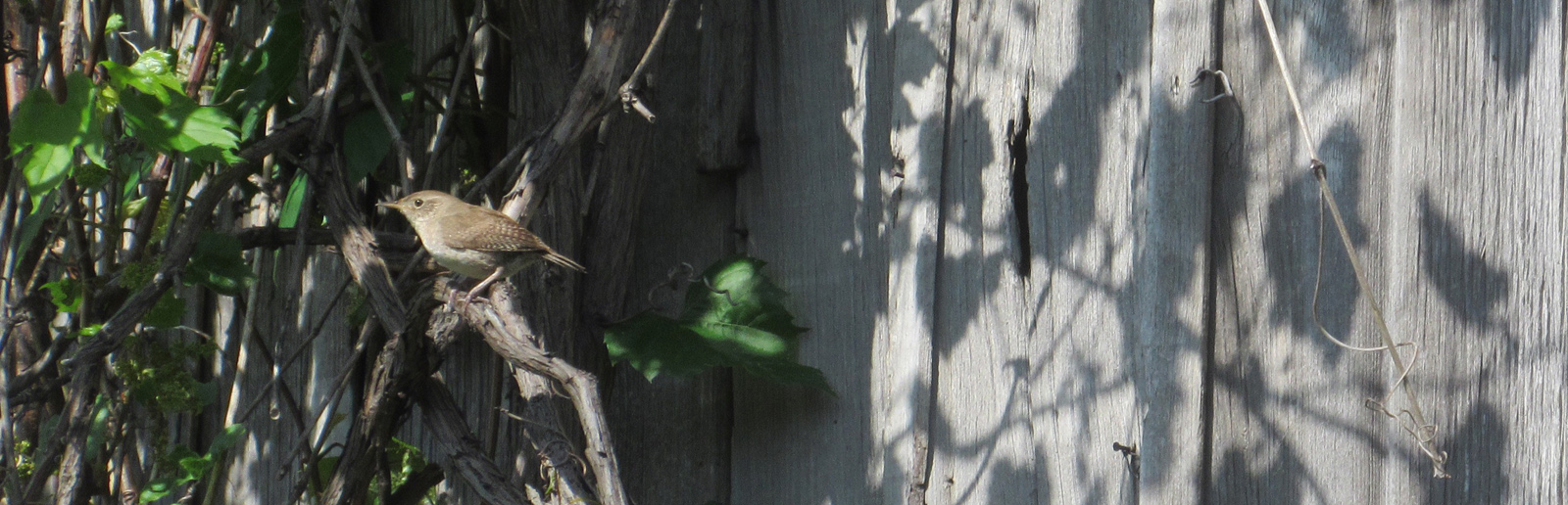 Wren on grape vines