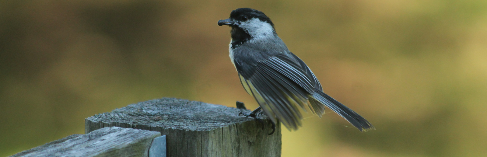 Chickadee photography by Cora Loucks