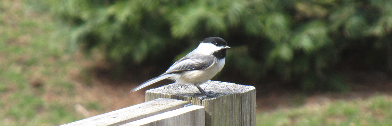 Chickadee on backyard fence