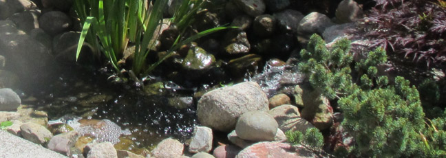 A small pond that attracts birds