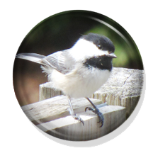 Attracting birds to your backyard with food, water and shelter. How do I attract birds to my yard? How do I attract song birds to my backyard? What type of bird seed should I use? Can I attract birds to my yard without food? How do I landscape by backyard to be attractive to birds? What should I put in my yard to get birds? How do I make my backyard bird friendly? What is the best way to attract birds to my yard? What bird houses are best for my backyard? What landscaping will attract birds?