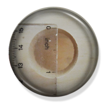 Birdhouse Species. What are the measurements for an ideal birdhouse/ What is the ideal measurements for a birdhouse? How large of an entrance hole to drill in a birdhouse? What is the distance from floor to entrance hole in a birdhouse? How high should I mount my birdhouse from the ground? Do birds prefer multiple compartments in a birdhouse? Should there be more than one entrance in a birdhouse? How large should an entrance hold be for a birdhouse? What is the best size for the birdhouse? What are the ideal measurements for a birdhouse? What is the appropiate depth for a birdhouse? What should the interior volume of a birdhouse be? Is a roof overhang needed in a birdhouse? What is the difference between a nesting shelve and a platform? What is a platform nester? What is a secondary cavity dweller? Secondary cavity dweller vs platfrom nester? Nesting shelves vs a birdhouse? Birdhouse features, nesting shelves, platforns, roof overhang, depth and sizing, entrance hole size, measurements for different for different bird species, birdhouse measurements, bird house measurements, birdhouse size, bird house size