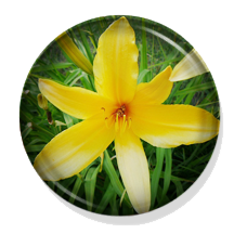 Hermocallis Day Lilies