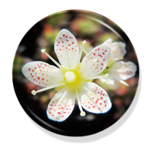 Tundra Plants of Northwest Territories