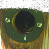 Red Squirrel In Birdhouse Tree cavity hole nesting cavity natural bird shelter secondary cavity dweller where birds make nests heartwood rot woodpeckers Drainage holes moisture perch materials cedar clay plastic metal composite lumber wood pine spruce outgas non toxic paint colour white light dark squash preserving water based urethane polywhey exterior finish UV resistant maintenance clean cleaning out mounting house sparrow north south east west dummy territorial nests Wren Chickadee Nuthatch building the best birdhouse design how to build make hole size chart store in Toronto Canada sell to purchase etsy store ebay shop birdhouse designs materials mounting on pole opening size plans to build pictures paint roof yard art pest control   