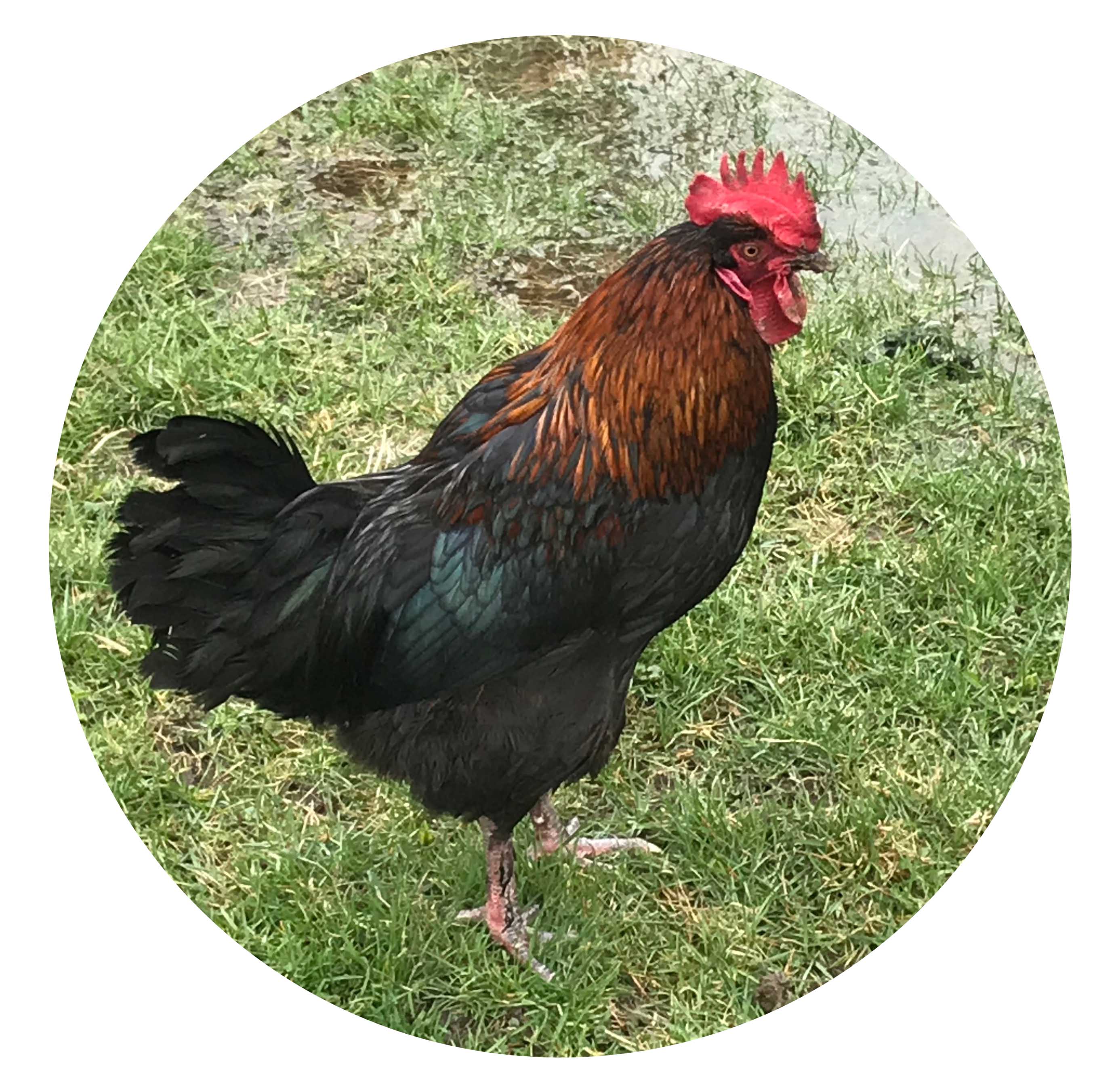 Black Copper Moran Rooster