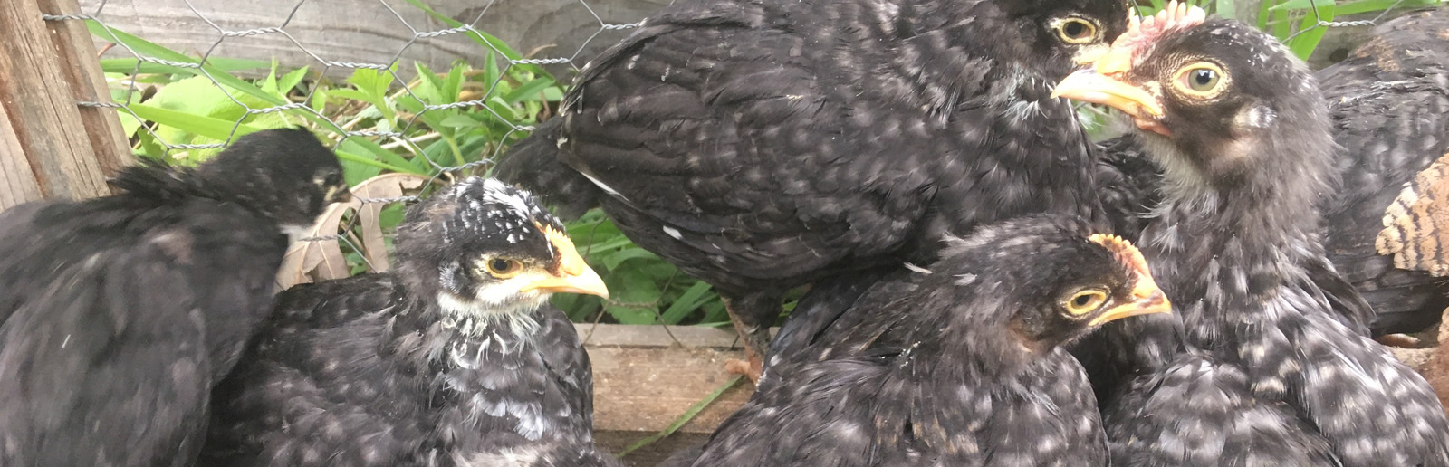 Black copper maran chicks for sale at the Mount Forest Fur and Feather Sale, one of the largest poultry shows in Ontario