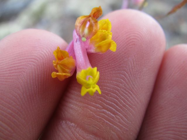 Pale Corydalis