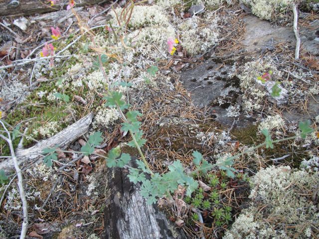 Pale Corydalis