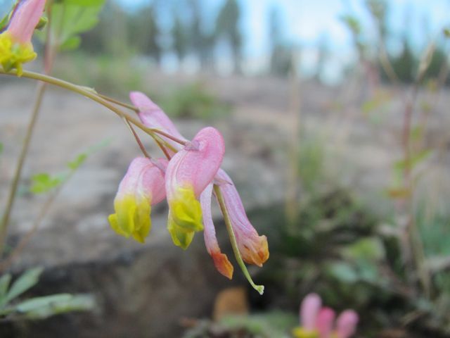 Pale Corydalis