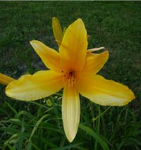 Daylily