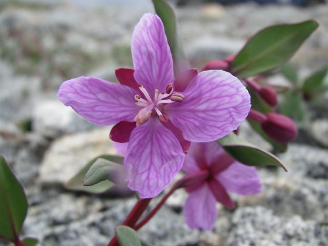 Fireweed