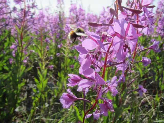 Fireweed