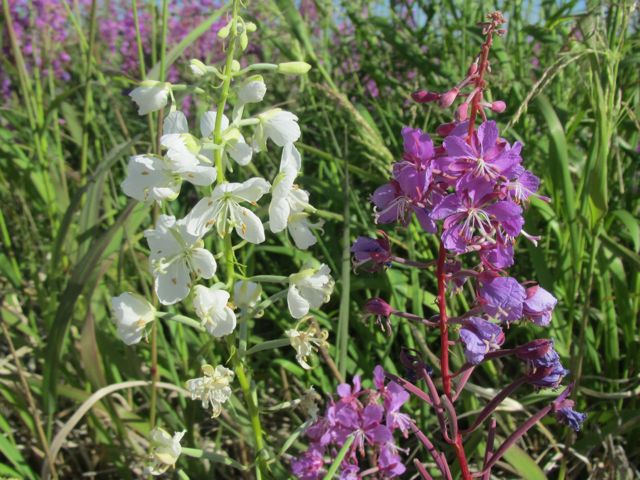 Fireweed