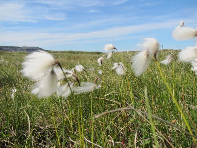 Cotton Grass