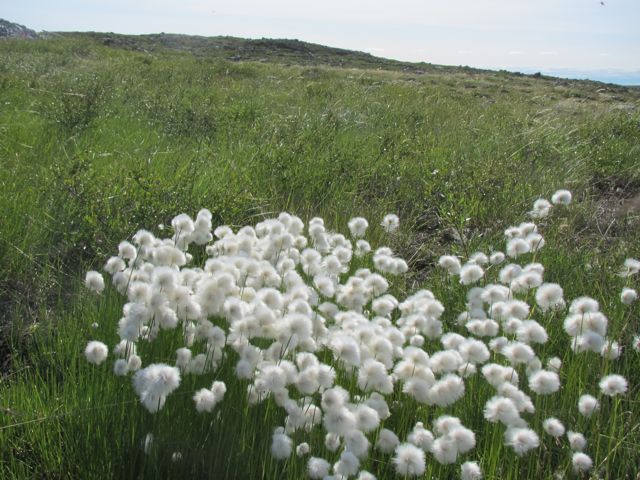 Cotton Grass