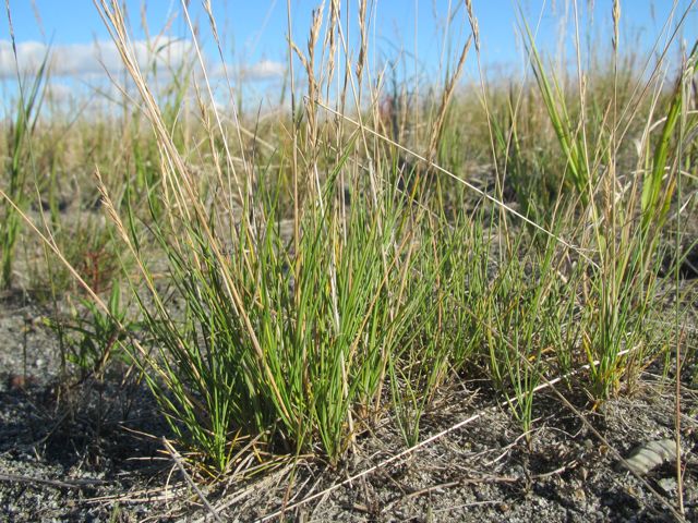 Red Fescue