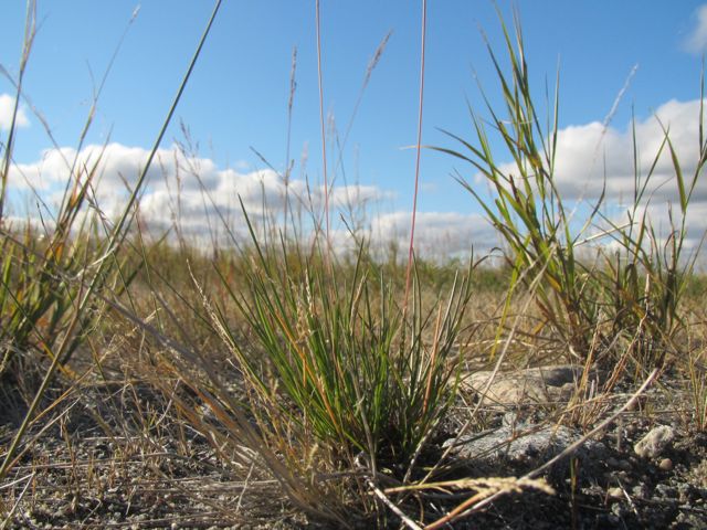 Fescue Rubra