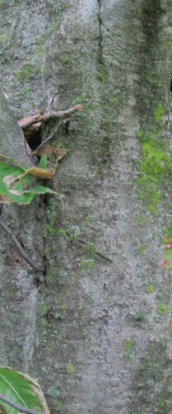 American Beech Fagus grandifolia Cranmer Earth Design Planting Plant Native Trees of Ontario Canada Tree for full part sun shade wet dry clay sand soil small flower blossom identification identify id fast growing grow feet top ten shallow tap root indigenous list demensions seed pod tolerant choices type climate Aurora Belleville Bowmanville Bracebridge  Brampton Brantford Burlington Cambridge Chatham Flamborough Fort Erie Forest Grandbend Georgetown Guelph Hamilton Hamilton Ingersoll Kitchener Leamington London Markham Milton Mississauga North York Oakville, Orangeville, Pelee Island Point Pelee Point Edward Richmond Hill Ridgetown Sarnia Simcoe St Thomas Toronto Stratford Wallaceburg Waterloo Windsor