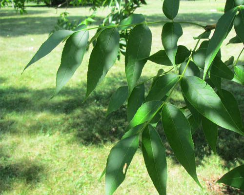 Blue Ash Fraxinus quadrangulata Cranmer Earth Design Planting Plant Native Trees of Ontario Canada Tree for full part sun shade wet dry clay sand soil small flower blossom identification identify id fast growing grow feet top ten shallow tap root indigenous list demensions seed pod tolerant choices type climate Aurora Belleville Bowmanville Bracebridge  Brampton Brantford Burlington Cambridge Chatham Flamborough Fort Erie Forest Grandbend Georgetown Guelph Hamilton Hamilton Ingersoll Kitchener Leamington London Markham Milton Mississauga North York Oakville, Orangeville, Pelee Island Point Pelee Point Edward Richmond Hill Ridgetown Sarnia Simcoe St Thomas Toronto Stratford Wallaceburg Waterloo Windsor