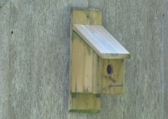 Birdhouse Back wall screws onto Post Drainage holes moisture perch materials cedar clay plastic metal composite lumber wood pine spruce outgas non toxic paint colour white light dark squash preserving water based urethane polywhey exterior finish UV resistant maintenance clean cleaning out mounting house sparrow north south east west dummy territorial nests Wren Chickadee Nuthatch building the best birdhouse design how to build make hole size chart store in Toronto Canada sell to purchase etsy store ebay shop birdhouse designs materials mounting on pole opening size plans to build pictures paint roof yard art pest control