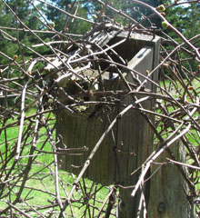 Birdhouse Needing some Renovations Drainage holes moisture perch materials cedar clay plastic metal composite lumber wood pine spruce outgas non toxic paint colour white light dark squash preserving water based urethane polywhey exterior finish UV resistant maintenance clean cleaning out mounting house sparrow north south east west dummy territorial nests Wren Chickadee Nuthatch building the best birdhouse design how to build make hole size chart store in Toronto Canada sell to purchase etsy store ebay shop birdhouse designs materials mounting on pole opening size plans to build pictures paint roof yard art pest control