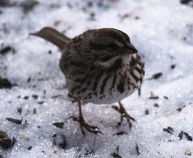 Sparrow in Snow Drainage holes moisture perch materials cedar clay plastic metal composite lumber wood pine spruce outgas non toxic paint colour white light dark squash preserving water based urethane polywhey exterior finish UV resistant maintenance clean cleaning out mounting house sparrow north south east west dummy territorial nests Wren Chickadee Nuthatch building the best birdhouse design how to build make hole size chart store in Toronto Canada sell to purchase etsy store ebay shop birdhouse designs materials mounting on pole opening size plans to build pictures paint roof yard art pest control