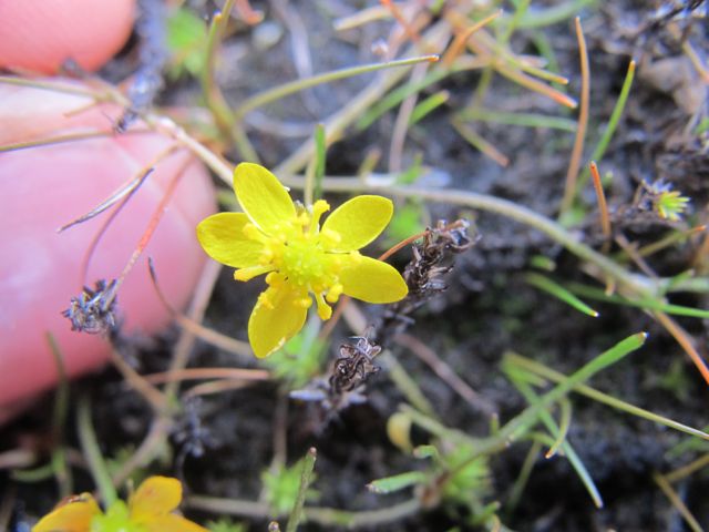 Bear Berry